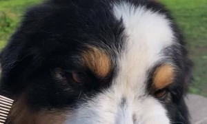 This Dog Doesn't Like the Combs