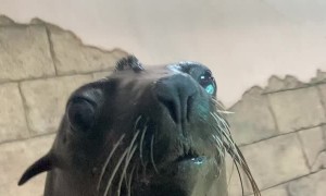 Sea Lion Smile