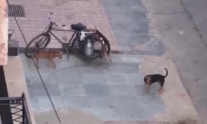 Hungry Dogs Pull Over Delivery Bike for Milk