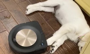 Tired Puppy Stays Put While Robot Vacuums Around It