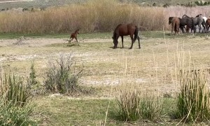 Wild Colt Has Zoomies in Nevada