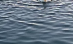 Duck Quacks Up Laughing