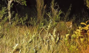 Anteater Scares off Jaguar After Unsuccessful Hunt