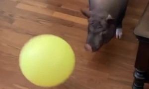 Pig Pounces on Balloon