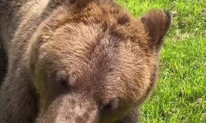 Bear Chases Down Man for Ice Cream