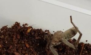 Two Legged Spider Gets a Snack