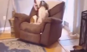 Dog Thinks Eye Contact Makes Her Look Guilty