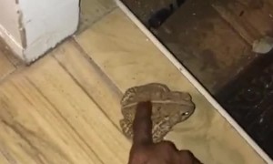 Human Makes Friends with Toad in Tulsa