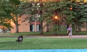 Guy Plays a Tune for a Turkey
