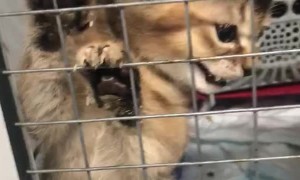 Cute Kitten Climbs and Claws Crate Gate