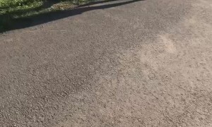 Snake at the Front Door