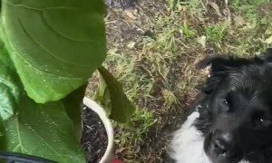 Border Collie Loves Playing with Water