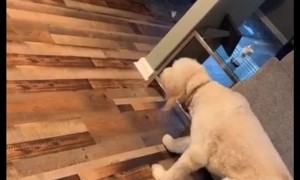 Dog Walks in Slow Motion When He's in Trouble