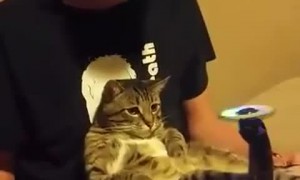 Fidget Spinner on Cat's Foot