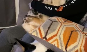 Dog Forces Her Way Past Phone