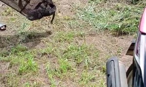 Rescued and Released Lizard Has a Close Call