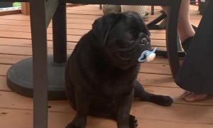 Pug With A Pacifier