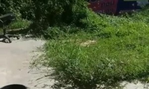 Bathroom Door Blocked by Snake