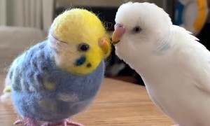 Cute parrot tries to play with his toy friend