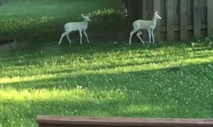 Deer Brings Albino Fawns for Daily Visits