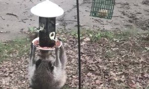 Hungry Raccoon Hangs from Feeder