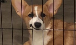 Dog's Sad Face is Impossible to Ignore