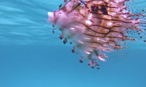 Lime Fish Comes in Close