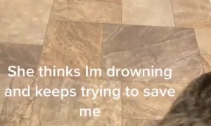 Protective Kitty Wants to Save Human from Bathtub