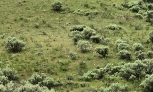 Grizzly Cub at Yellowstone