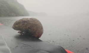 Rare Water Vole Jumps into Kayak for a Rest