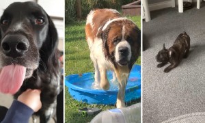 Funny dog moments you don't want to miss | June 2020