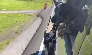 Blue Heeler Pup Chomps at Cones During Drive