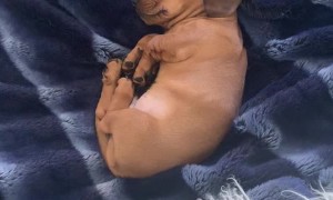 Puppy Has Strange Sounding Hiccups