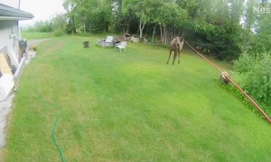Musically Talented Moose Playing With Wind Chimes