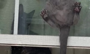 Acrobatic Kitty Climbs up Window Screen