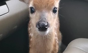 Fawn Bleats After Being Rescued