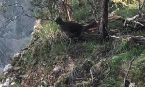 Lyrebird Imitating the Calls of Others