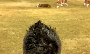 Bull Flips Over Bullfighter