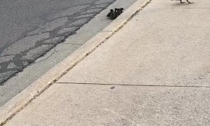 Ducklings Follow Mom Across Street and up a Curb