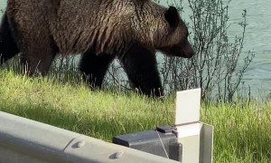 Large Grizzly Calmly Crosses Bridge