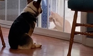 Corgi is Indifferent to Cat's Desire to Come Inside