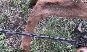 Elk Calf Freed From Fence