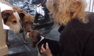 Beagle puppy teaches these rescue dogs to trust humans