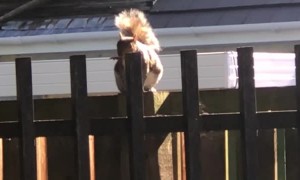 Squirrel Has a Great Fence-Side Performance