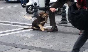 Man Gives Love to a Stray Dog