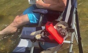 Pug is Tuckered Out After a Day on the River