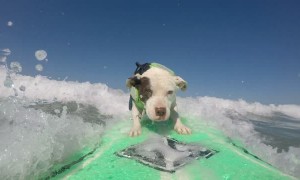 Abandoned Dog Becomes Surfing Pro