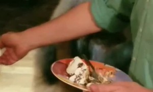 Curious Bear Comes for a Visit