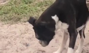Boxer Uses Face to Bury Hot Dog Bun
