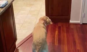 Dog Scared of Floorboard Finds Genius Solution